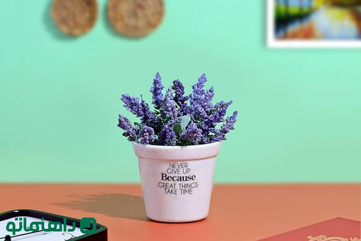 این گیاه انرژی و دانایی خانه را بالا میبرد؛ مخصوص خانوادههایی که بچه مدرسهای دارند