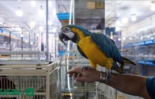 بهترین بازارهای فروش پرنده در تهران