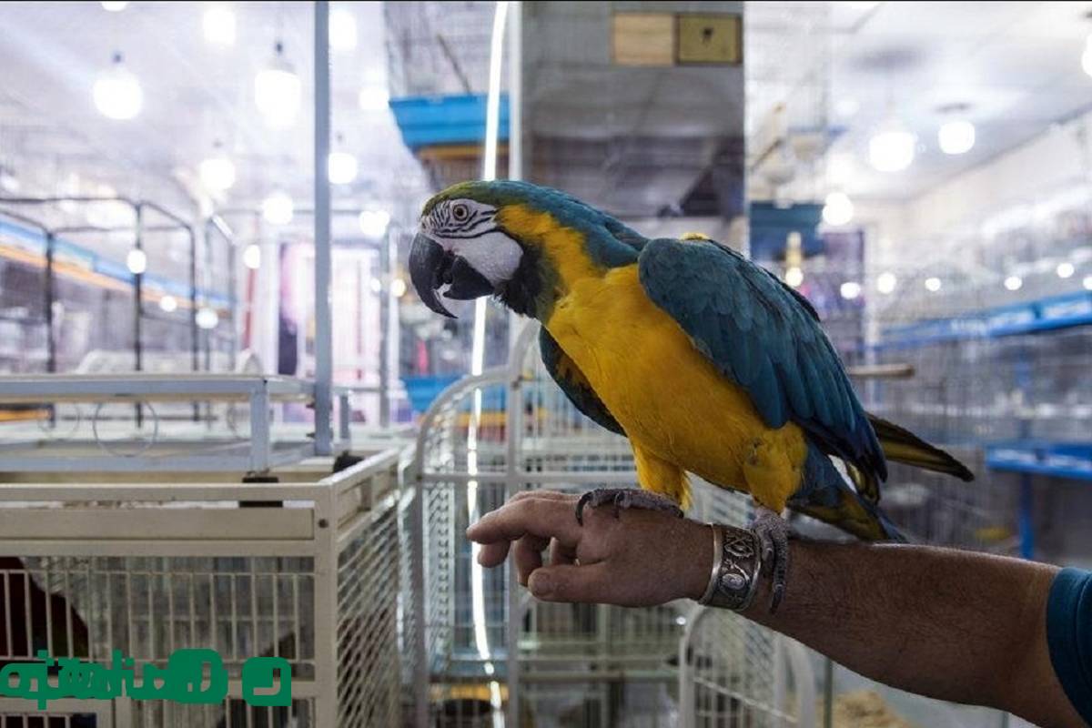 بهترین بازارهای فروش پرنده در تهران