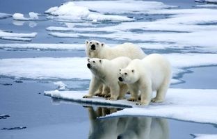  اندازه واقعی خرس قطبی را از نزدیک دیده‌اید؟ + ویدئو