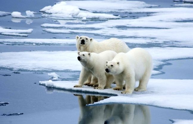  اندازه واقعی خرس قطبی را از نزدیک دیده‌اید؟ + ویدئو