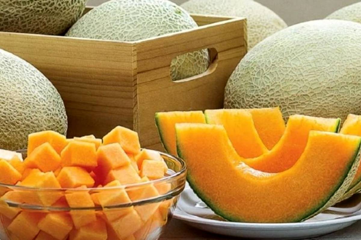 
آیا «ملون» تراریخته و مضر برای سلامتی است؟
