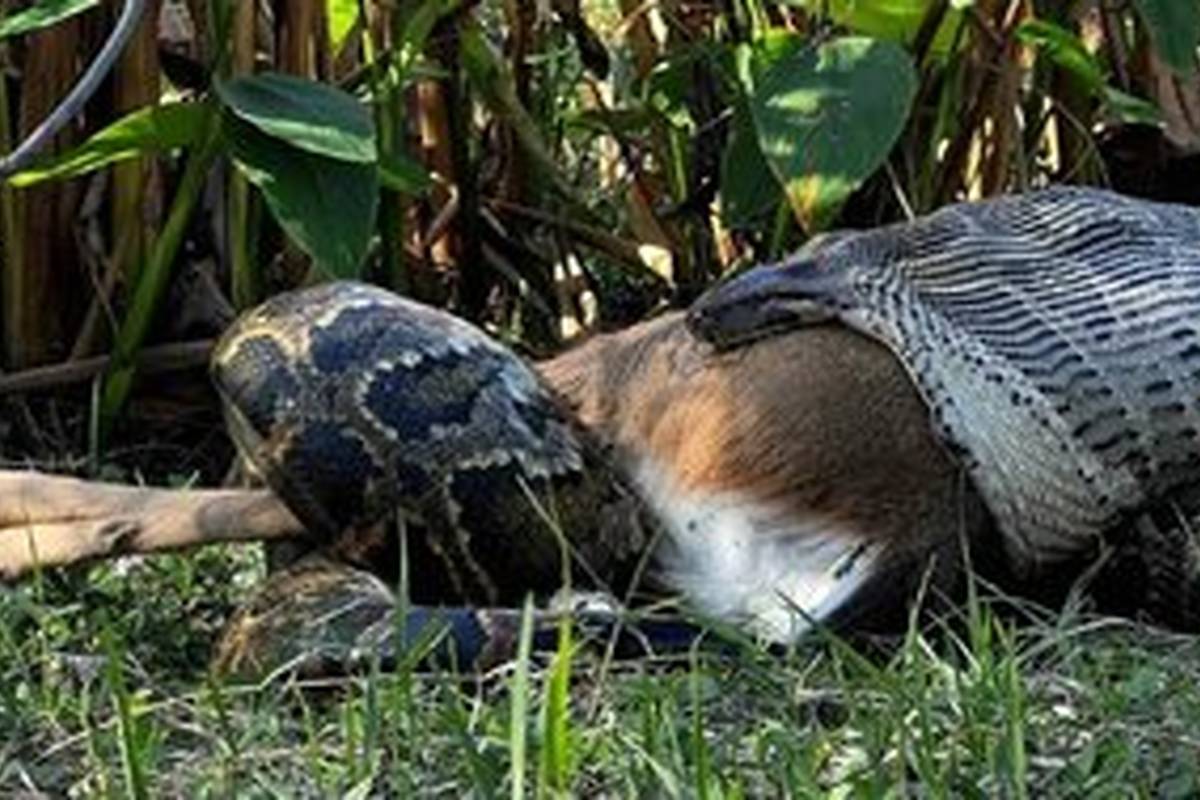 لقمهای بزرگتر از دهان مار پیتون + عکس