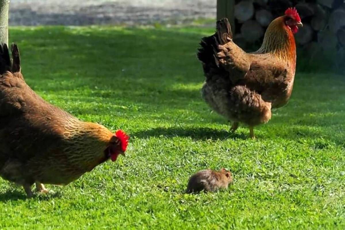 (ویدئو)  نتیجه تلخ حمله غافلگیرکننده موش به خروس!