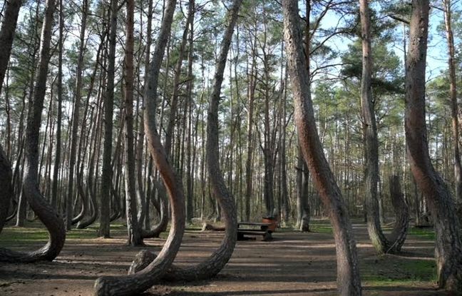 چرا همه درختان این جنگل کج هستند؟ + ویدئو