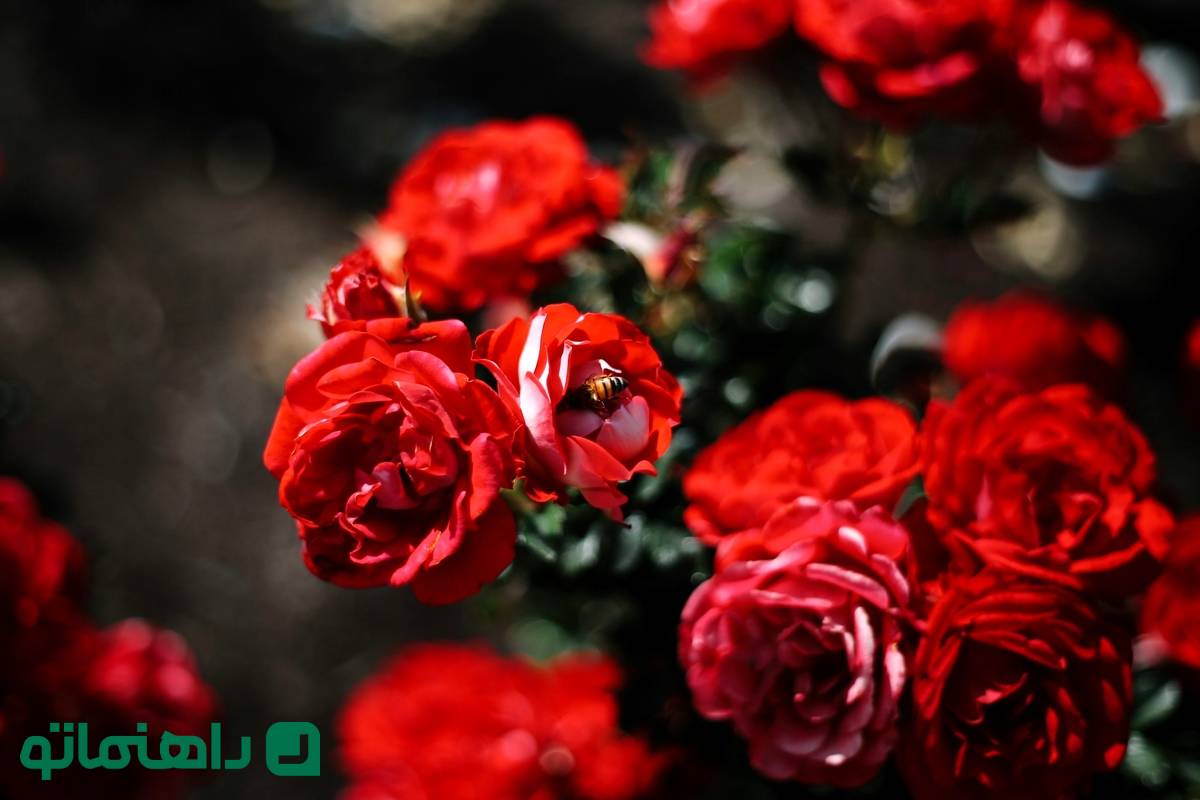 راهنمای نگهداری از گل رز؛ آموزش گام به گام پرورش گل رز + نگهداری از شاخه بریده گل رز