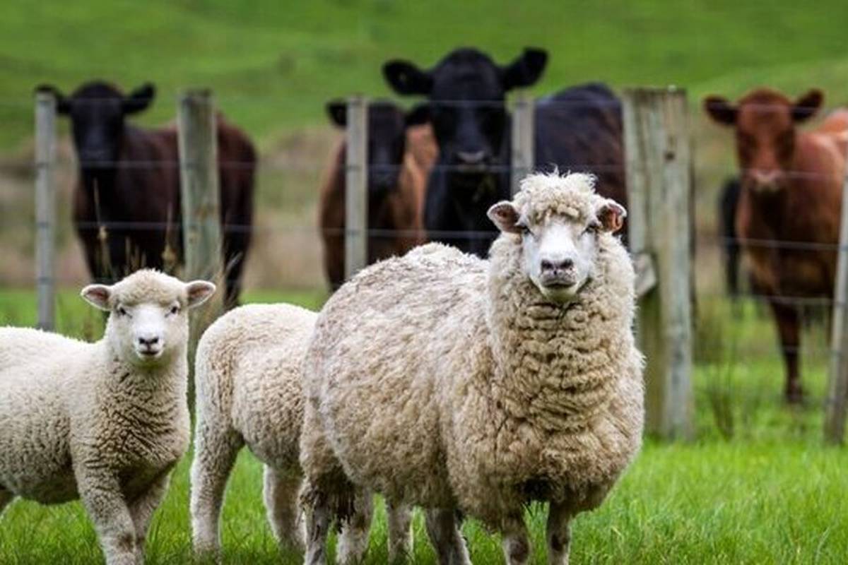 قیمت جدید دامزنده ۱۵ دیماه ۱۴۰۳
