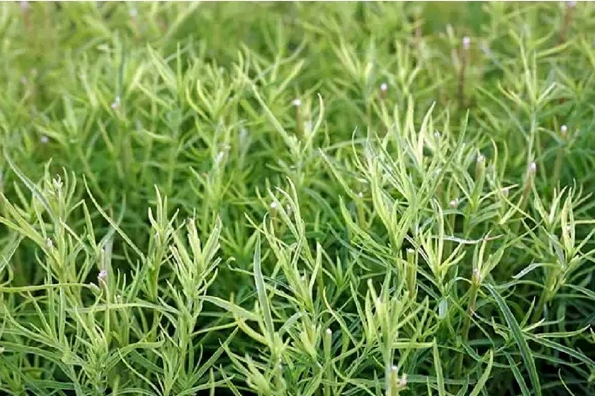 خواص ترخون؛ از زیبایی پوست و مو تا حفظ سلامت کبد 