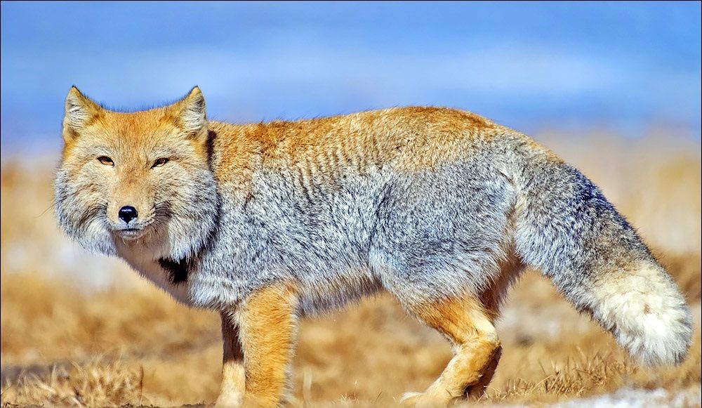 ۵ تا از عجیب‌ترین حیوانات دنیا که احتمالا تاکنون ندیده‌اید!