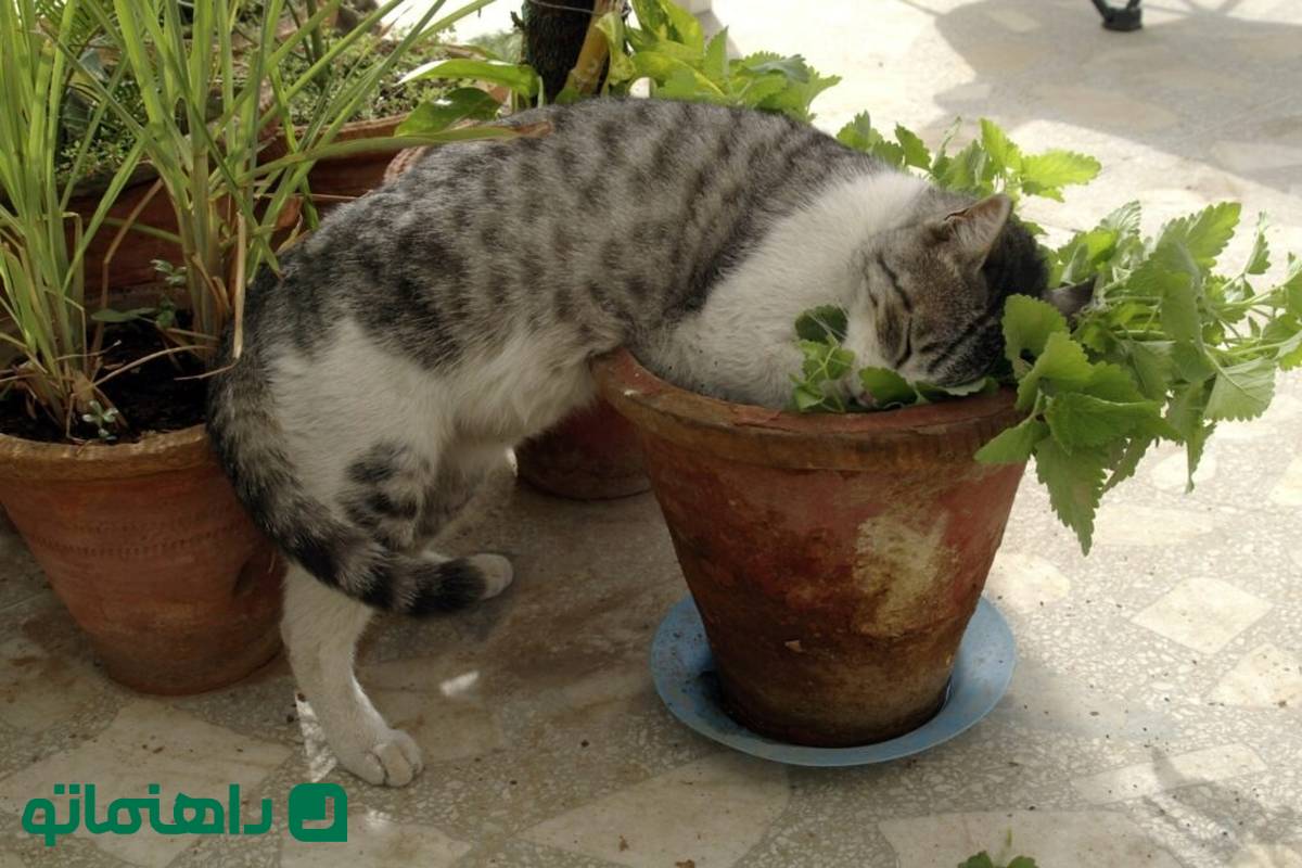 گیاهی که نمیدانستید چشم زخم را از خانه شما دور میکند