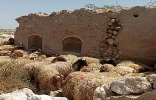 قیمت جدید دام‌زنده امروز ۱۱ مهر ۱۴۰۳ اعلام شد
