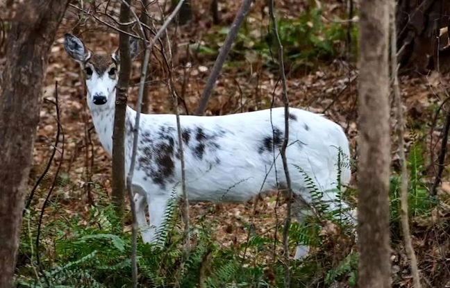 مشاهده نادر گوزن پیبالد در ایالت مین آمریکا + ویدئو