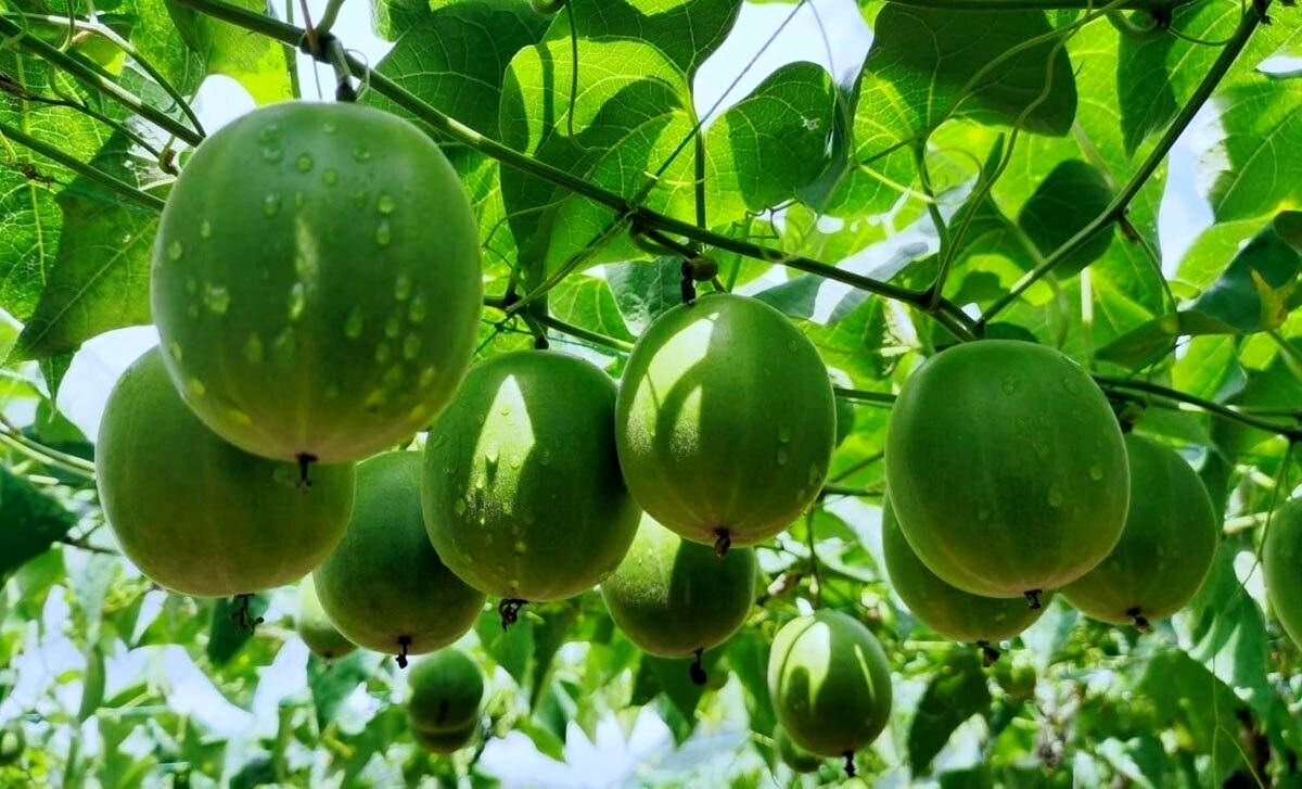 میوه مانک؛ میوه‌ای شگفت‌انگیز شبیه گردو که ۳۰۰ برابر از قند شیرین‌تر است!