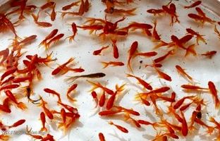 ماهی قرمز عید را کجا رها کنیم؟