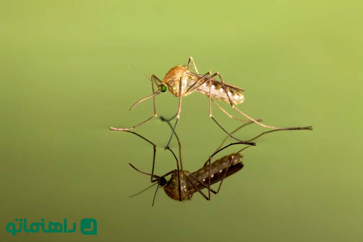 جهان بدون پشه چه شکلی میشود؟