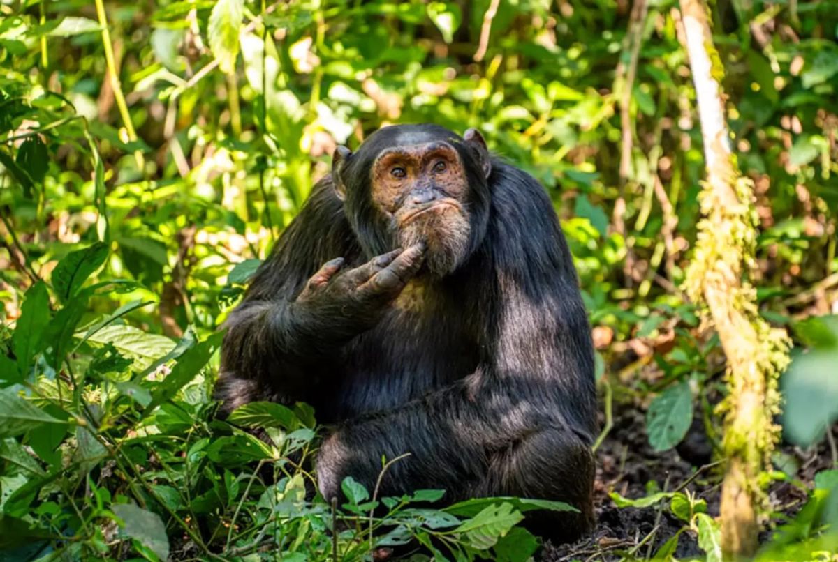 
مرگ تلخ «پرویز»؛ خروج ارم از اتحادیه باغ وحش‌های اروپا
