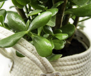 نکاتی حرفه ای در مورد نگهداری و پرورش گیاه کراسولا