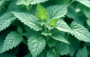  عرق گزنه؛ تقویت سیستم ایمنی و مقابله با سرماخوردگی 
