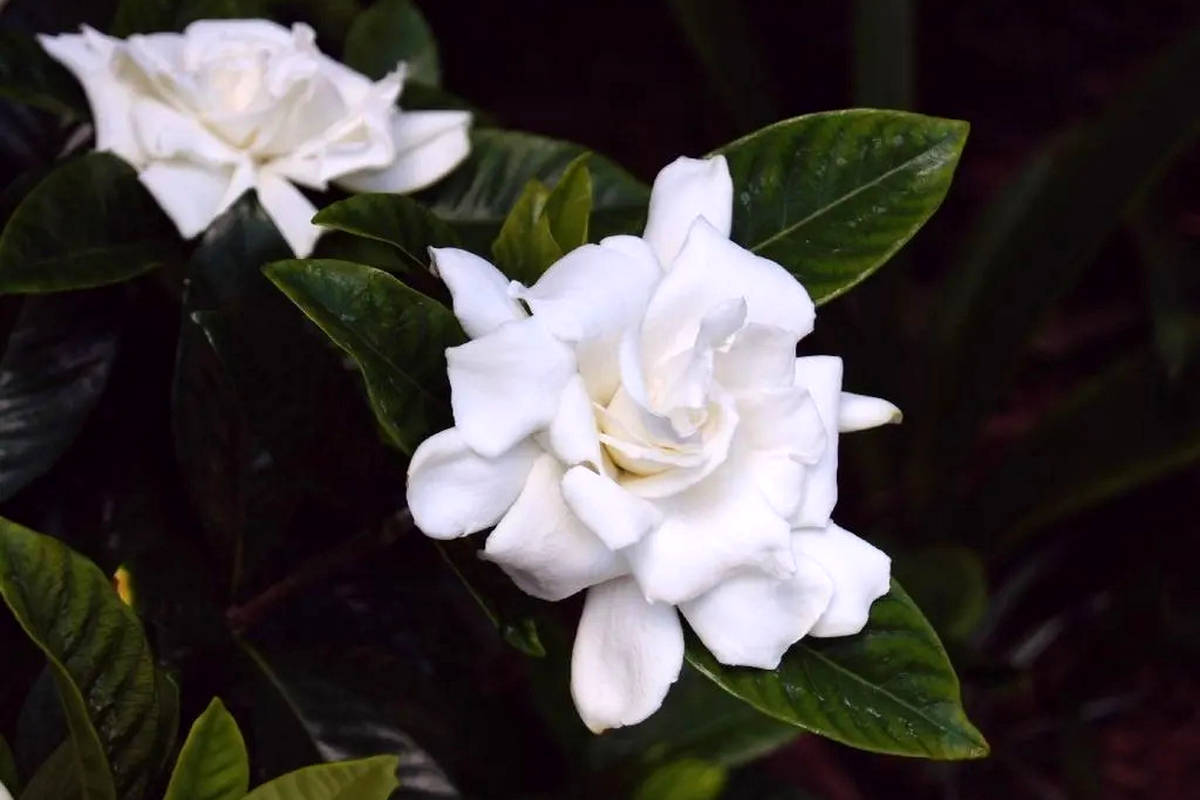 روش کاشت، تکثیر و نگهداری گیاه گاردنیا در منزل