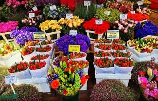 بهترین بازارهای گل و گیاه تهران کجاست؟