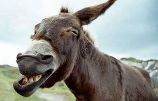 شیرین ترین داستان‌های کلیله و دمنه؛ الاغی که مغز نداشت + ویدئو