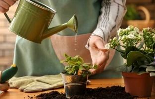 گیاهان آپارتمانی در دکوراسیون : این ۷ اشتباه را مرتکب نشوید!