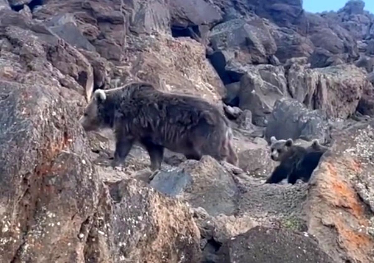 (ویدئو) عبور خانوادگی خرس های سبلان از کنار چادر کوهنوردان 