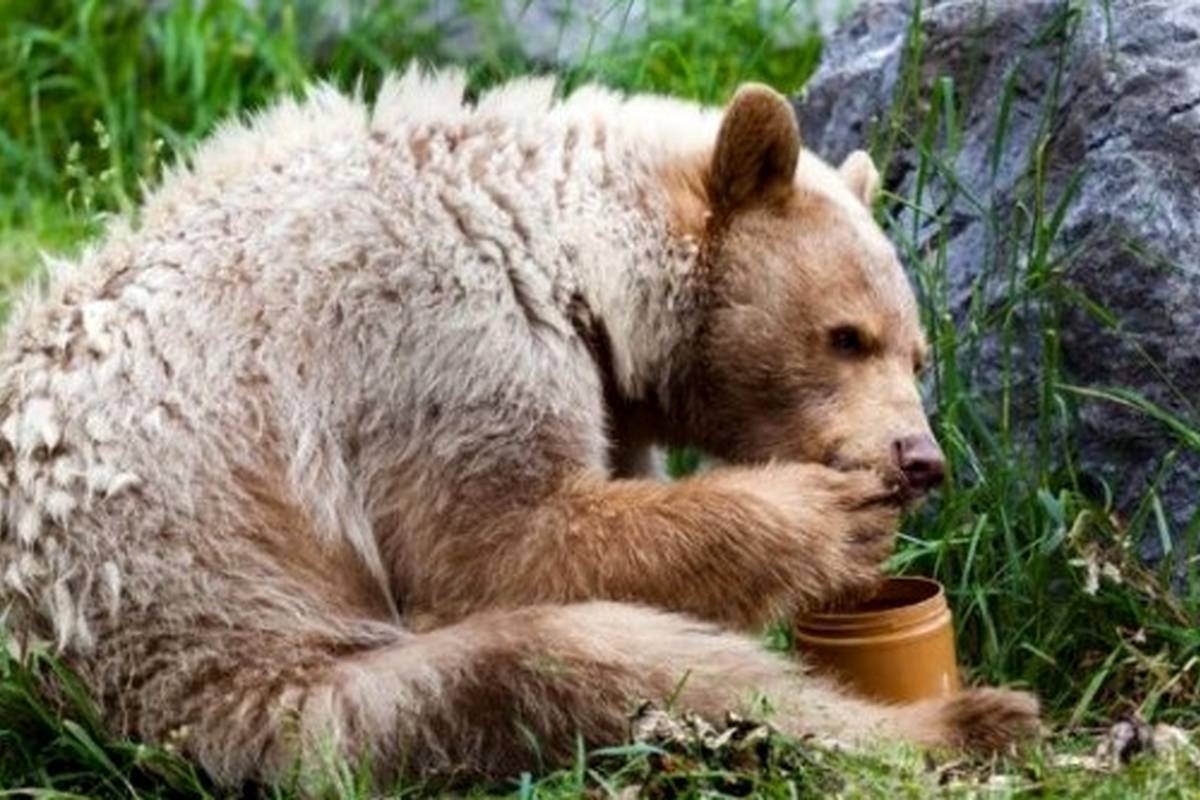 مودبترین خرسهای دنیا در آمریکا؛ زنگ در را میزنند و غذا میخواهند! + ویدئو