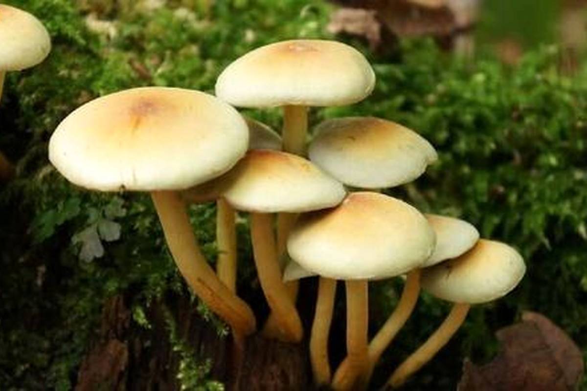 آنچه درباره قارچ سمی نمیدانید