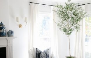 نحوه نگهداری درخت زیتون در آپارتمان ؛ میراث آتنا، خدای حکمت، در خانه