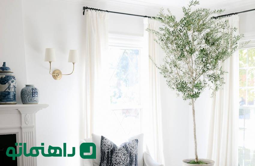 نحوه نگهداری درخت زیتون در آپارتمان ؛ میراث آتنا، خدای حکمت، در خانه