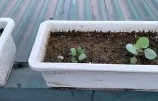  ترفندی جالب برای کاشت و برداشت کلم در گلدان خانگی + ویدئو