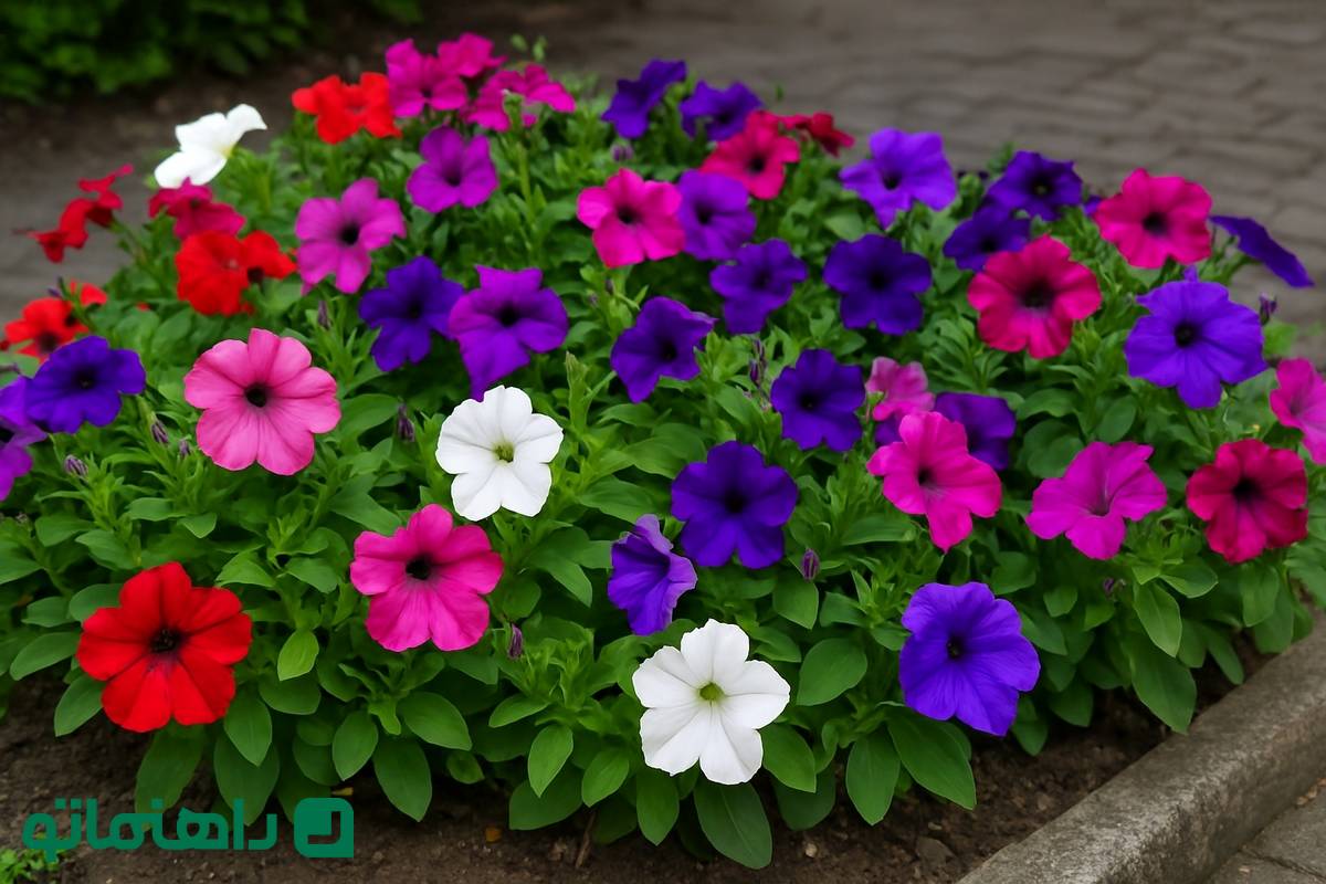 گلهای بهاری ۱۴۰۴: اطلسی، لبخند بهاری را به حیاط خانهات میآورد