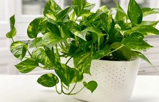 گیاه پتوس چگونه گیاهی است و چطور از آن مراقبت کنیم؟