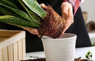 سه سوته تعویض خاک گیاهان آپارتمانی را انجام بده + ویدئو