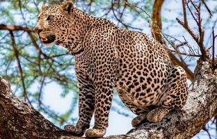 استتار زیبا و باشکوه پلنگ مازندران در پارک ملی گلستان + ویدئو