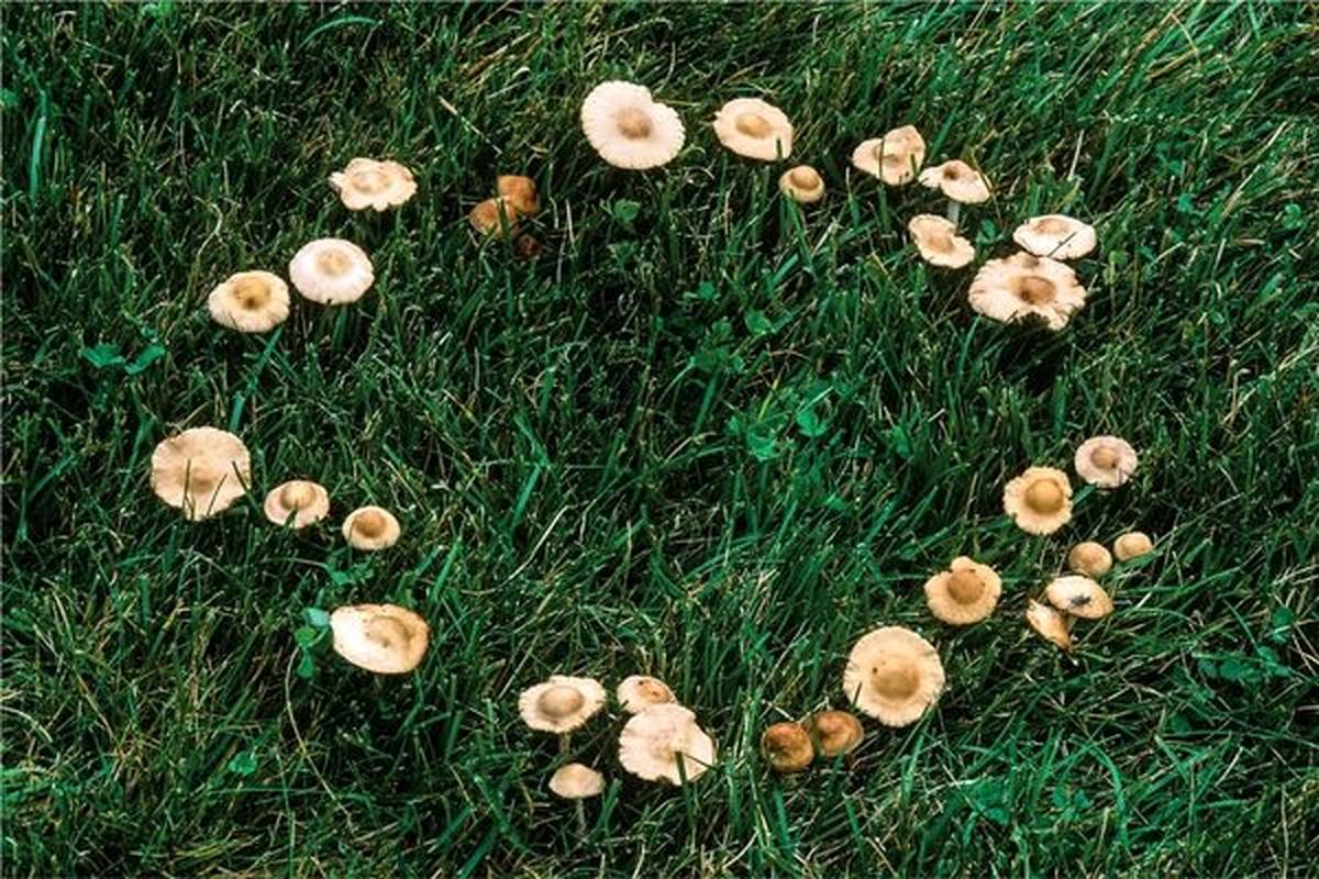  «حلقه‌های پریان» چگونه در جنگل‌ها به وجود می‌آیند؟ 