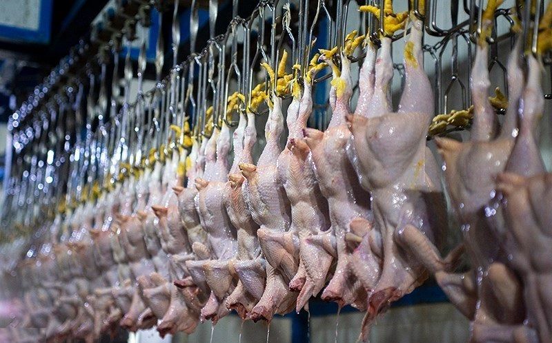 
قیمت گوشت مرغ، امروز چهارشنبه ۲۴ بهمن ۱۴۰۳
