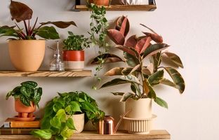 5  گیاه آپارتمانی که برای سال 1404 مد نیستند!