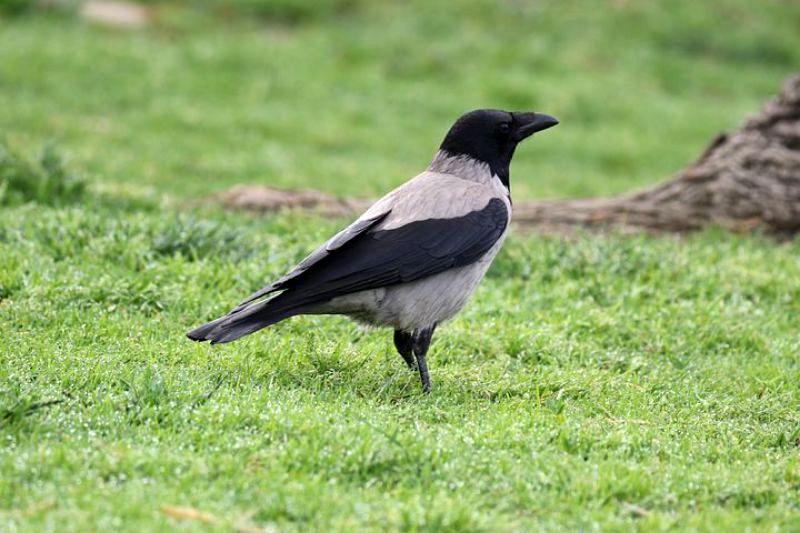 رفتار عجیب کلاغ‌ها: شیرجه به میان مورچه‌ها برای «درمان» + ویدئو