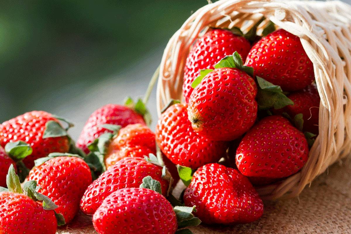این میوه داروی درمان کبد چرب و دیابت است