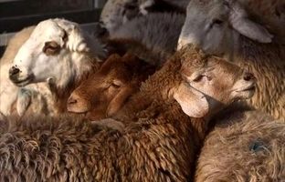 قیمت دام زنده امروز ۷ آبان ۱۴۰۳؛ گوساله و گوسفند در ۲ استان گران شد
