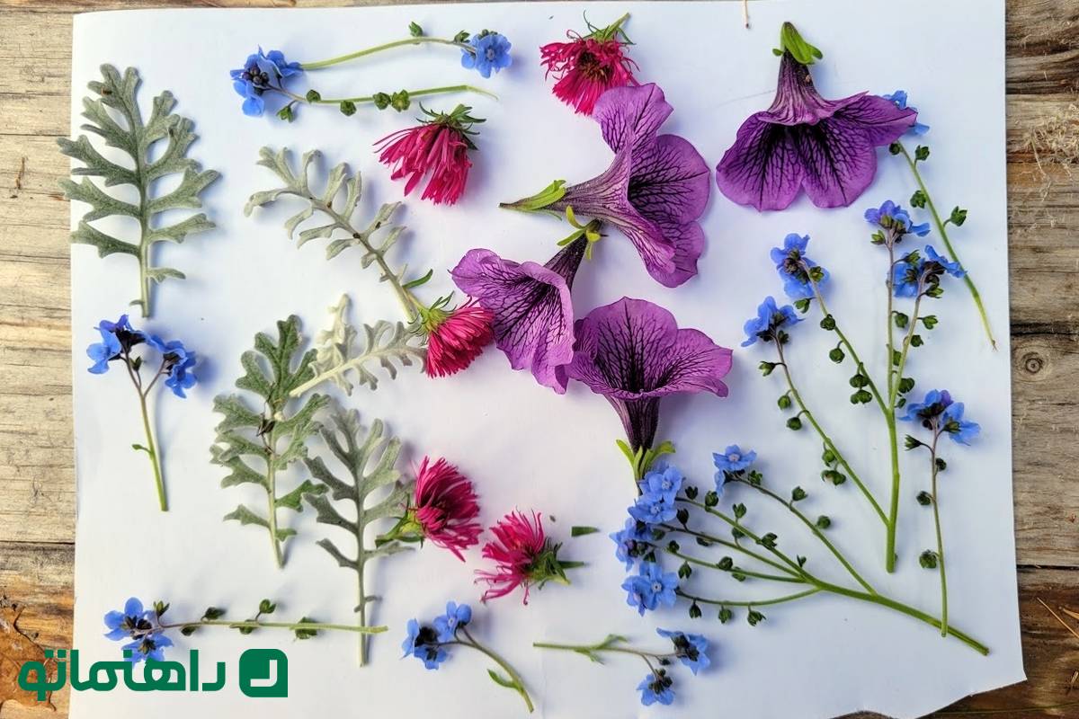 4 روش اصولی برای خشک کردن گلهای طبیعی