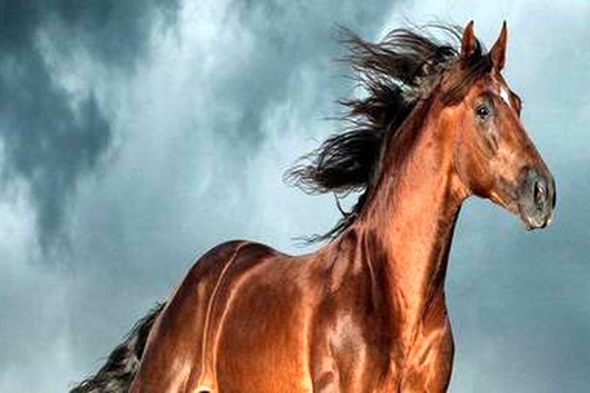 (عکس) اسب اندلسی؛ اسب مشهوری که شاخ دارد و در فیلمهای «گلادیاتور» و «ارباب حلقهها» بازی کرد