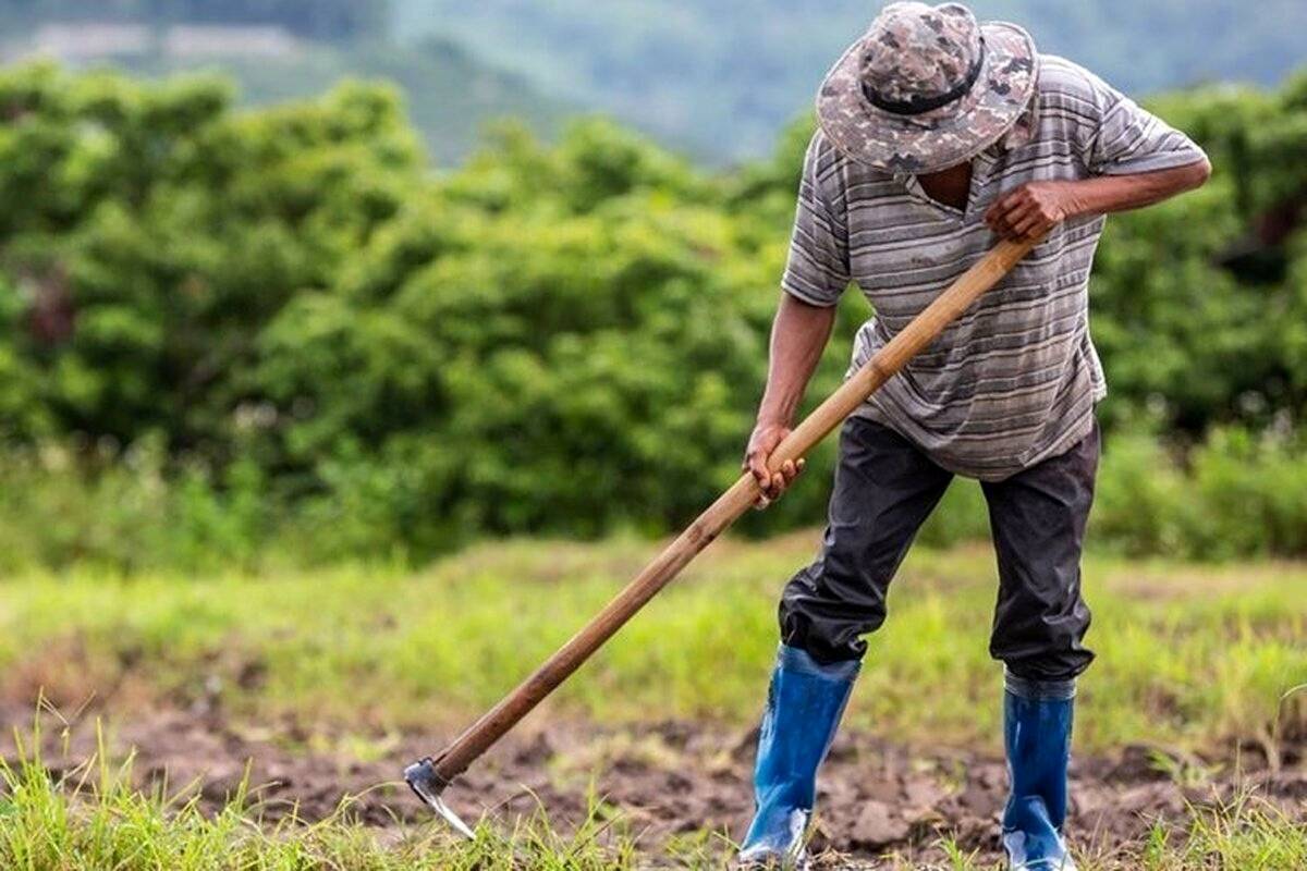 متفاوتترین مزرعه جهان اینجاست؛ وسط یک شهرک مسکونی + عکس