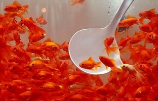 راهنمای نگهداری از ماهی قرمز شب عید