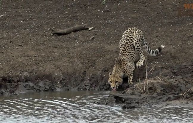 لحظه غم‌انگیز شکار توله یوز توسط کروکودیل! +ویدئو