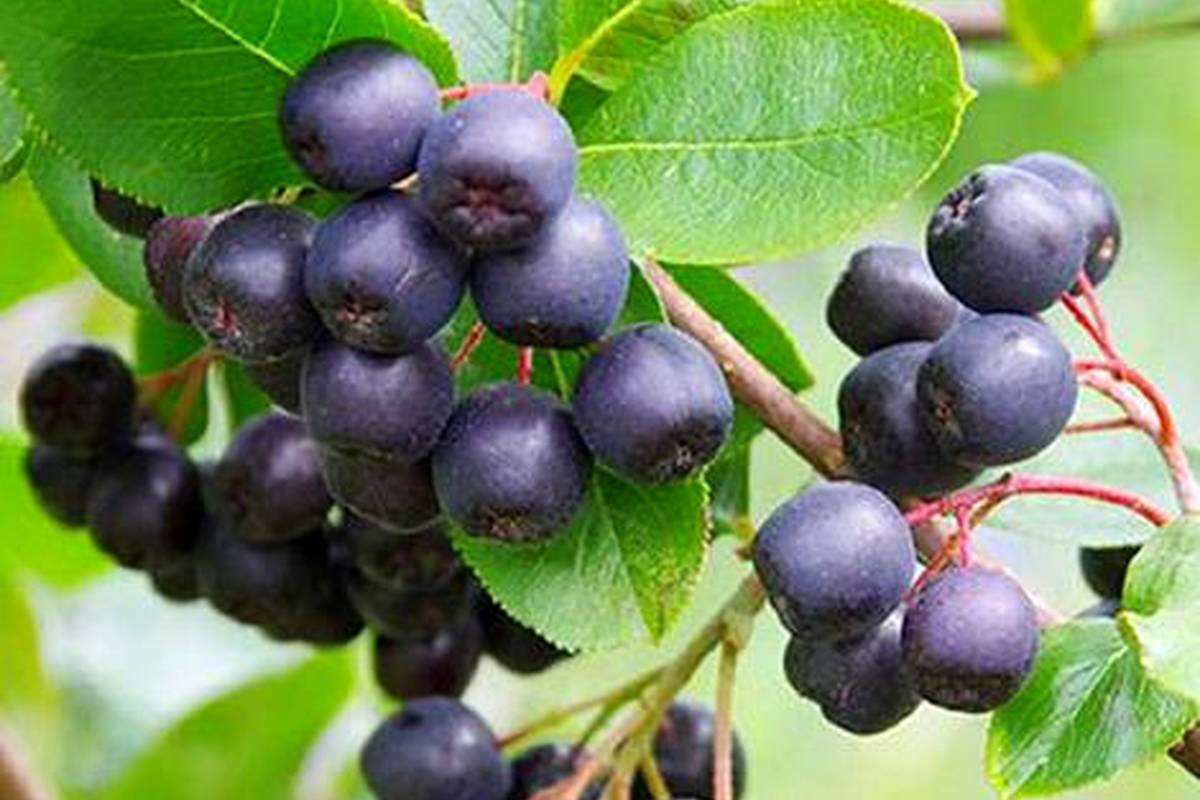 آکای بری چیست و چه فوایدی برای سلامتی دارد؟