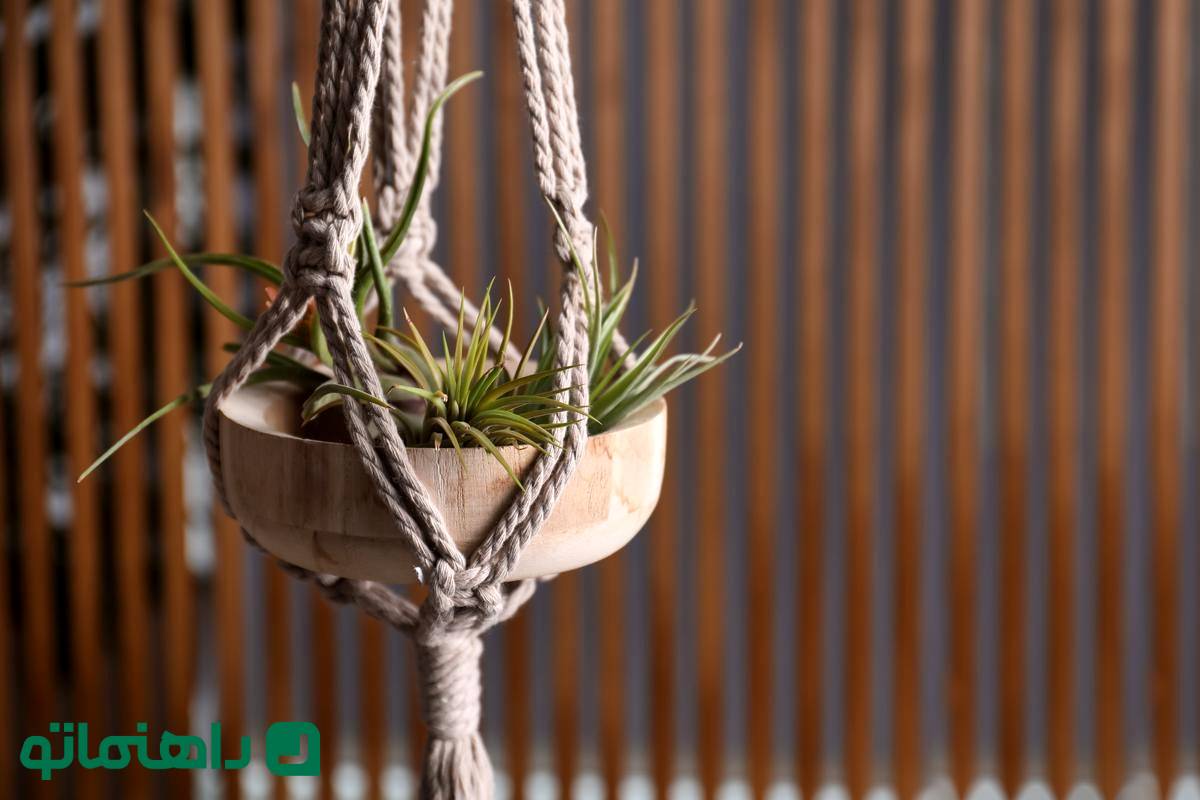 گیاهی که بدون خاک زنده است ؛ بهترین گیاهان هوازی برای آپارتمان و نحوه نگهداری از آن ها