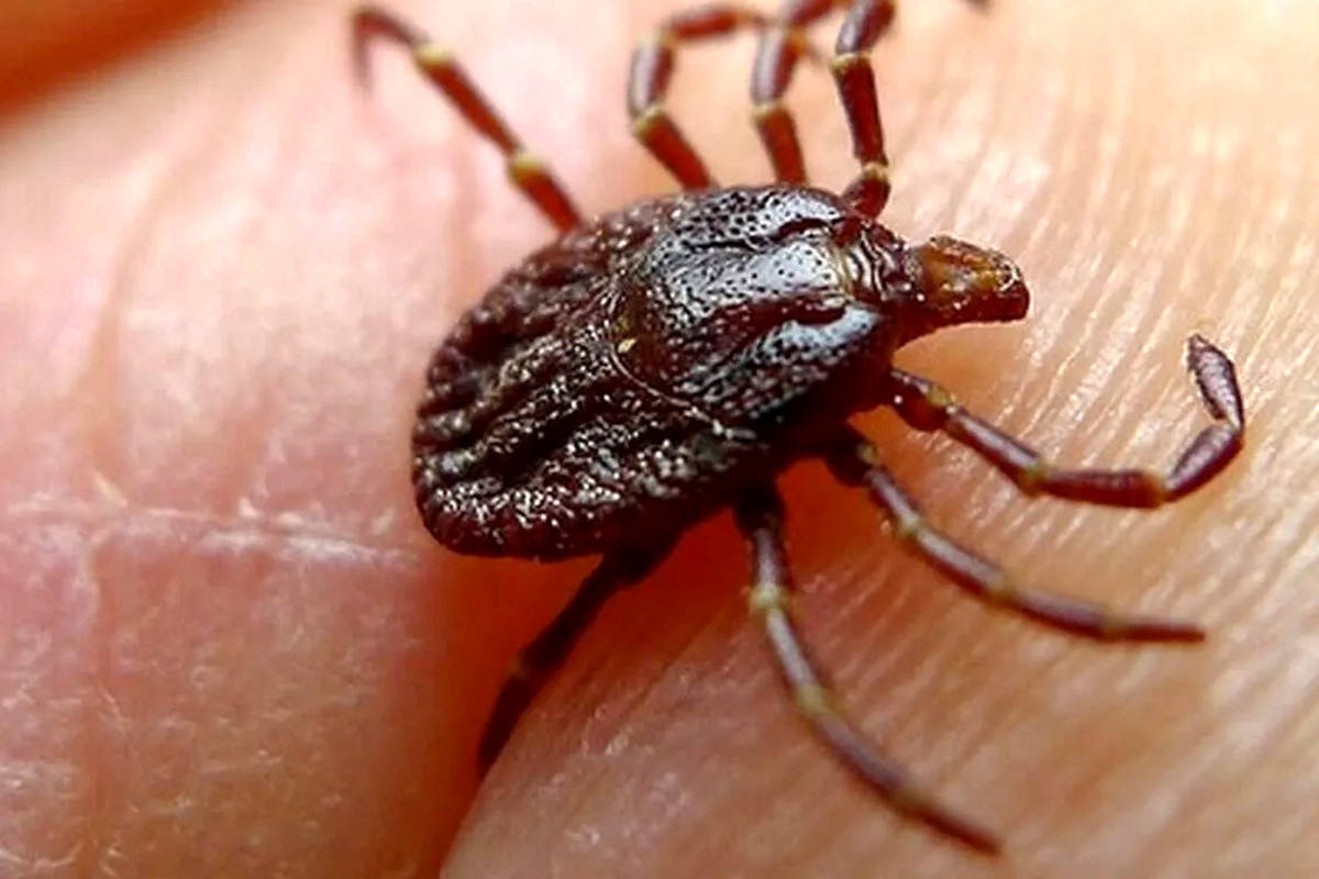 تب کریمه چطور باعث مرگ می‌شود؟